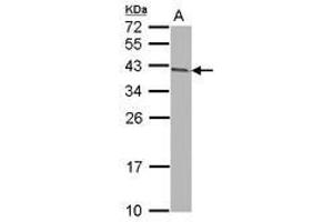 Image no. 2 for anti-Armadillo Repeat Containing 1 (ARMC1) (AA 1-235) antibody (ABIN1496723) (ARMC1 抗体  (AA 1-235))