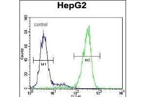 NUDT15 Antibody (C-term) (ABIN654983 and ABIN2844623) flow cytometric analysis of HepG2 cells (right histogram) compared to a negative control cell (left histogram). (NUDT15 抗体  (C-Term))
