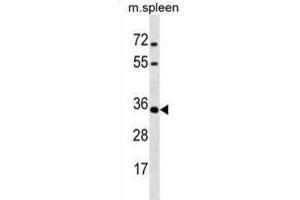 Western Blotting (WB) image for anti-Msh Homeobox 1 (MSX1) antibody (ABIN3000816)