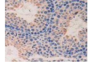 IHC-P analysis of Mouse Testis Tissue, with DAB staining. (DDT 抗体  (AA 2-118))