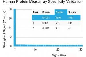 Analysis of HuProt(TM) microarray containing more than 19,000 full-length human proteins using MyoD antibody (clone MYOD1/2075R). (MYOD1 抗体)