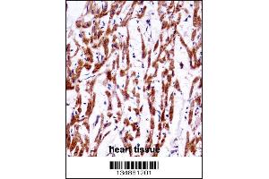 TMM85 Antibody immunohistochemistry analysis in formalin fixed and paraffin embedded human heart tissue followed by peroxidase conjugation of the secondary antibody and DAB staining. (EMC4 抗体  (N-Term))