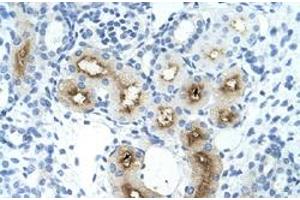 Immunohistochemical staining (Formalin-fixed paraffin-embedded sections) of human kidney with GGTLC1 polyclonal antibody  at 4-8 ug/mL working concentration. (GGTLC1 抗体  (C-Term))
