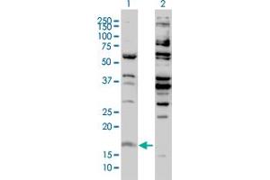 Western Blot analysis of H3F3B expression in transfected 293T cell line by H3F3B monoclonal antibody (M01), clone 2D7-H1. (H3F3B 抗体  (AA 1-136))