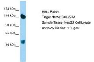 Image no. 1 for anti-Collagen, Type XXII, alpha 1 (COL22A1) (AA 254-303) antibody (ABIN6750171) (COL22A1 抗体  (AA 254-303))
