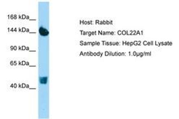 COL22A1 anticorps  (AA 254-303)
