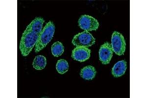 Immunofluorescence (IF) image for anti-Actin, alpha 1, Skeletal Muscle (ACTA1) (AA 346-375) antibody (ABIN3029835)