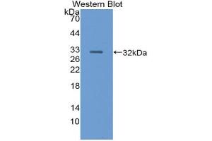 Western blot analysis of the recombinant protein. (PNLIP 抗体  (AA 47-280))