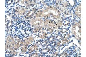 Image no. 1 for anti-FK506 Binding Protein 6, 36kDa (FKBP6) (AA 151-200) antibody (ABIN203477) (FKBP6 抗体  (AA 151-200))