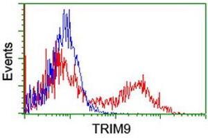 Image no. 3 for anti-Tripartite Motif Containing 9 (TRIM9) (AA 284-669) antibody (ABIN1491328) (TRIM9 抗体  (AA 284-669))