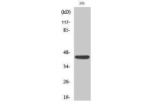 Western Blotting (WB) image for anti-Natural Cytotoxicity Triggering Receptor 1 (NCR1) (Internal Region) antibody (ABIN6281066)