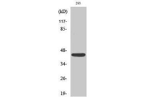 Western Blotting (WB) image for anti-Natural Cytotoxicity Triggering Receptor 1 (NCR1) (Internal Region) antibody (ABIN3185915) (NCR1 抗体  (Internal Region))