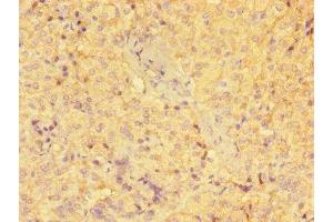 Immunohistochemistry of paraffin-embedded human adrenal gland tissue using ABIN7154103 at dilution of 1:100 (GSTM1 抗体  (AA 24-156))