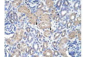 EIF3S4 antibody was used for immunohistochemistry at a concentration of 4-8 ug/ml to stain Epithelial cells of renal tubule (arrows) in Human Kidney. (EIF3G 抗体  (N-Term))
