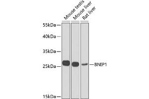 Western blot analysis of extracts of various cell lines, using BNIP1 Antibody (ABIN6127501, ABIN6137615, ABIN6137617 and ABIN6223088) at 1:1000 dilution. (BNIP1 抗体  (AA 1-200))