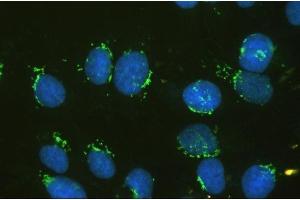 IF analysis of GM130 using anti-GM130 antibody (ABIN6719433). (Golgin A2 (GOLGA2) (AA 796-913) 抗体)