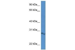 Western Blot showing 2610034B18Rik antibody used at a concentration of 1. (ARPIN 抗体  (N-Term))