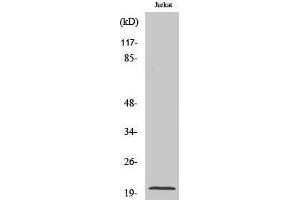 Western Blotting (WB) image for anti-Regulator of G-Protein Signaling 10 (RGS10) (Internal Region) antibody (ABIN3177205) (RGS10 抗体  (Internal Region))