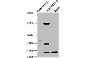 Immunoprecipitating HIST1H2AG in 293 whole cell lysate Lane 1: Rabbit control IgG instead of ABIN7139157 in 293 whole cell lysate. (HIST1H2AG 抗体  (acLys13))
