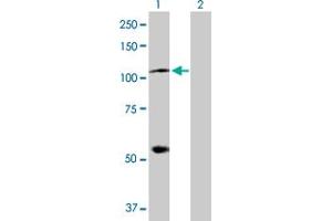 Western Blot analysis of HSPA4 expression in transfected 293T cell line by HSPA4 MaxPab polyclonal antibody.