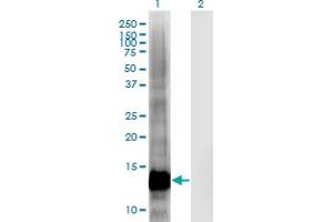 Western Blot analysis of CRIPT expression in transfected 293T cell line by CRIPT monoclonal antibody (M03), clone 4D7. (CRIPT 抗体  (AA 1-101))