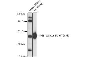 Western Blotting (WB) image for anti-Prostaglandin E Receptor 3 (Subtype EP3) (PTGER3) (AA 1-53) antibody (ABIN1682372)