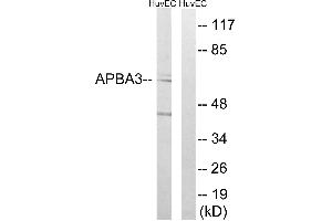 Western blot analysis of extracts from HUVEC cells, using APBA3 antibody. (APBA3 抗体)