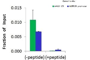 Chromatin Immunoprecipitation (ChIP) Using JMJD5 Antibody - middle region (ARP58120_P050) and HCT116 Cells (JMJD5 抗体  (Middle Region))