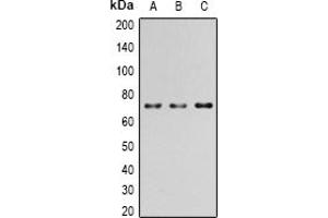Western blot analysis of PAK4 (pS474) expression in HEK293T EGF-treated (A); Raw264. (PAK4 抗体  (pSer474))