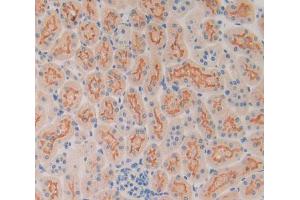 Used in DAB staining on fromalin fixed paraffin- embedded kidney tissue (SP100 抗体  (AA 116-333))