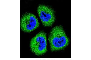Confocal immunofluorescent analysis of GAS1 Antibody (N-term) (ABIN655812 and ABIN2845237) with NCI- cell followed by Alexa Fluor® 488-conjugated goat anti-rabbit lgG (green). (GAS1 抗体  (N-Term))