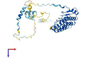 TMOD3 Protein (AA 1-352) (His tag)
