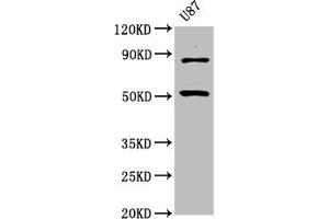 Western Blot Positive WB detected in: U87 whole cell lysate All lanes: BHLHE41 antibody at 6. (BHLHE41 抗体  (AA 185-285))