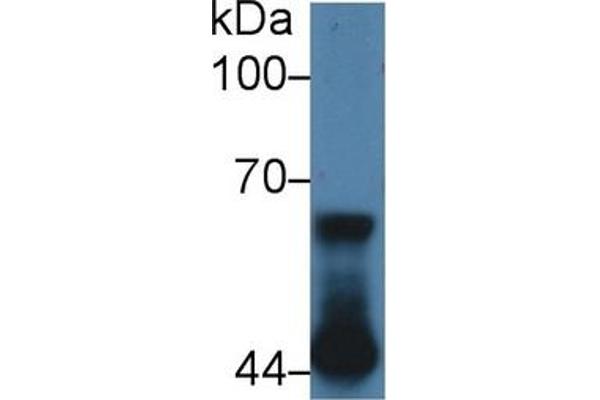 NUP62 antibody  (AA 186-432)