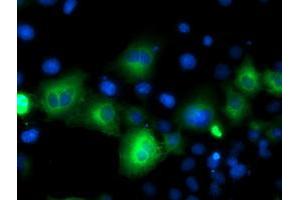 Anti-ATG3 mouse monoclonal antibody (ABIN2454770) immunofluorescent staining of COS7 cells transiently transfected by pCMV6-ENTRY ATG3 (RC203453). (ATG3 抗体)
