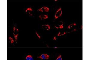 Confocal immunofluorescence analysis of U2OS cells using ATP5A1 Polyclonal Antibody at dilution of 1:100. (ATP5A1 抗体)