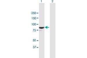 Western Blot analysis of RASAL1 expression in transfected 293T cell line by RASAL1 MaxPab polyclonal antibody. (RASAL1 抗体  (AA 1-776))