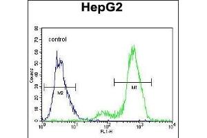 SUV4-20H1 Antibody (C-term)  flow cytometric analysis of HepG2 cells (right histogram) compared to a negative control cell (left histogram). (SUV420H1 抗体  (C-Term))