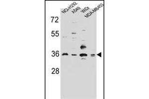 RIC3 Antibody (C-term) (ABIN656649 and ABIN2845890) western blot analysis in NCI-,A549,WiDr,MDA-M cell line lysates (35 μg/lane). (RIC3 抗体  (C-Term))