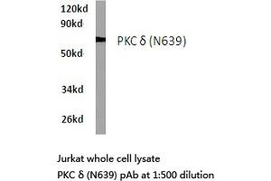 Western blot (WB) analyzes of PKC δ antibody in extracts from Jurkat cells. (PKC delta 抗体)
