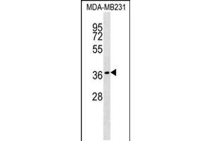 Western blot analysis in MDA-MB231 cell line lysates (35ug/lane). (HEYL 抗体  (N-Term))