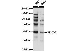 Western blot analysis of extracts of various cell lines, using PDCD2 antibody (ABIN7269541) at 1:1000 dilution. (PDCD2 抗体  (AA 1-344))