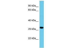 Host: Rabbit Target Name: ATP5SL Sample Type: HepG2 Whole Cell lysates Antibody Dilution: 1. (ATP5SL 抗体  (N-Term))