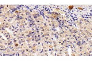 Detection of MPIF2 in Mouse Stomach Tissue using Polyclonal Antibody to Myeloid Progenitor Inhibitory Factor 2 (MPIF2) (CCL24 抗体  (AA 27-119))