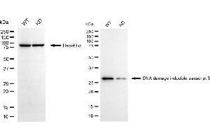Western blotting analysis using DNA damage inducible transcript 3 antibody (ABIN7798369). (Recombinant DDIT3 抗体)