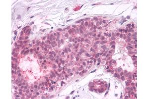 Anti-PTPRA antibody IHC of human breast, epithelium. (PTPRA 抗体  (Cytoplasmic Domain))