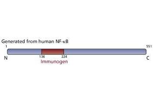 Image no. 3 for anti-Nuclear Factor-kB p65 (NFkBP65) (AA 136-224) antibody (ABIN968223) (NF-kB p65 抗体  (AA 136-224))