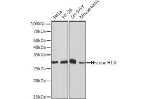 Western blot analysis of extracts of various cell lines, using Histone H1. (Histone H1 抗体)