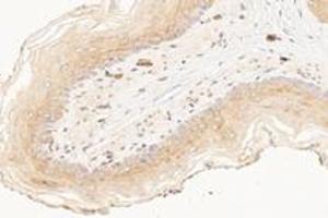 Immunohistochemistry analysis of paraffin-embedded rat esophagus using,KCNK7 (ABIN7075149) at dilution of 1: 1200 (KCNK7 抗体)
