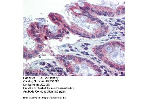 Immunohistochemistry with Human Colon lysate tissue at an antibody concentration of 5. (TULP2 抗体  (N-Term))
